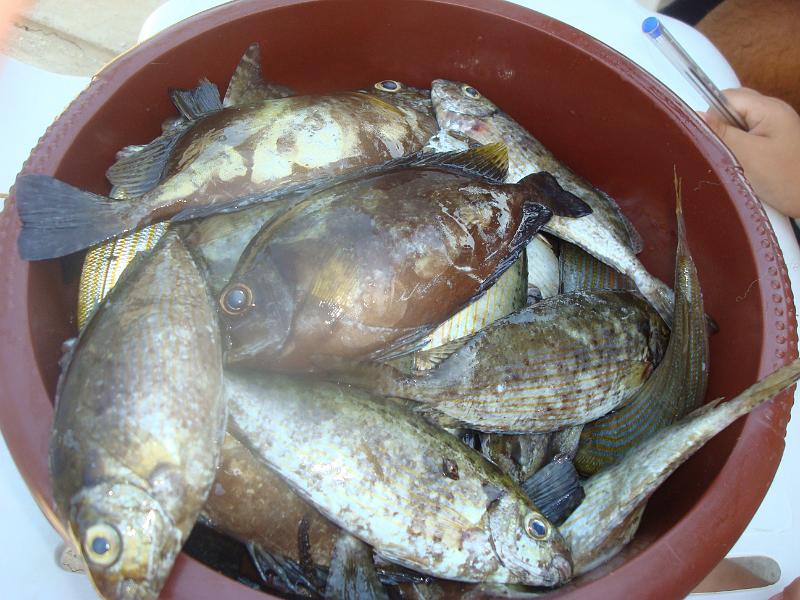 Poissons.JPG